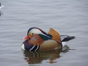 Mandarin Duck on Yeadon Tarn