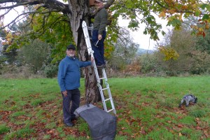 New bird boxes, donated by Nigel Jones