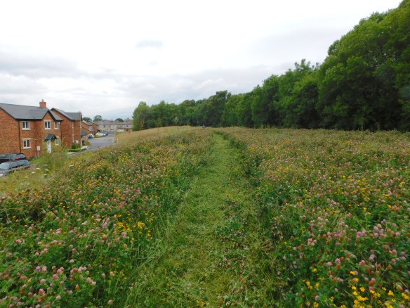 Over the builders clay mound, sitting on top of the old car park - pretty clover 