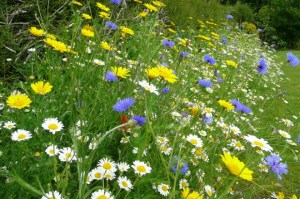 Meadow_flowers_Wildflower_Garden-660x439