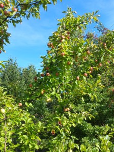 20160922_154802_1477490674519